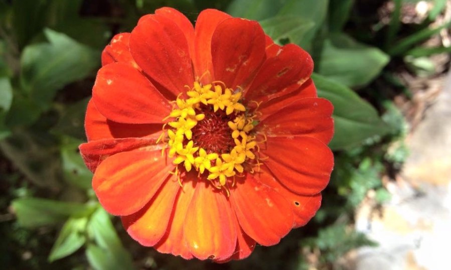 Un Zinnia dans le jardin de Marie-France